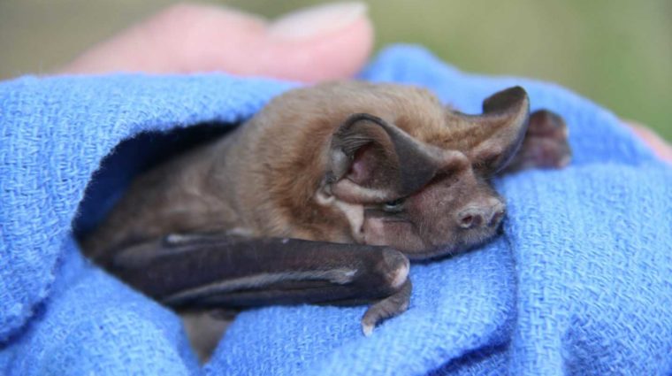 Bonneted Bat FWC Photo By Gary Morse