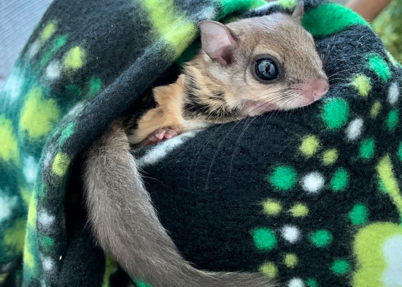 Southern Flying Squirrel