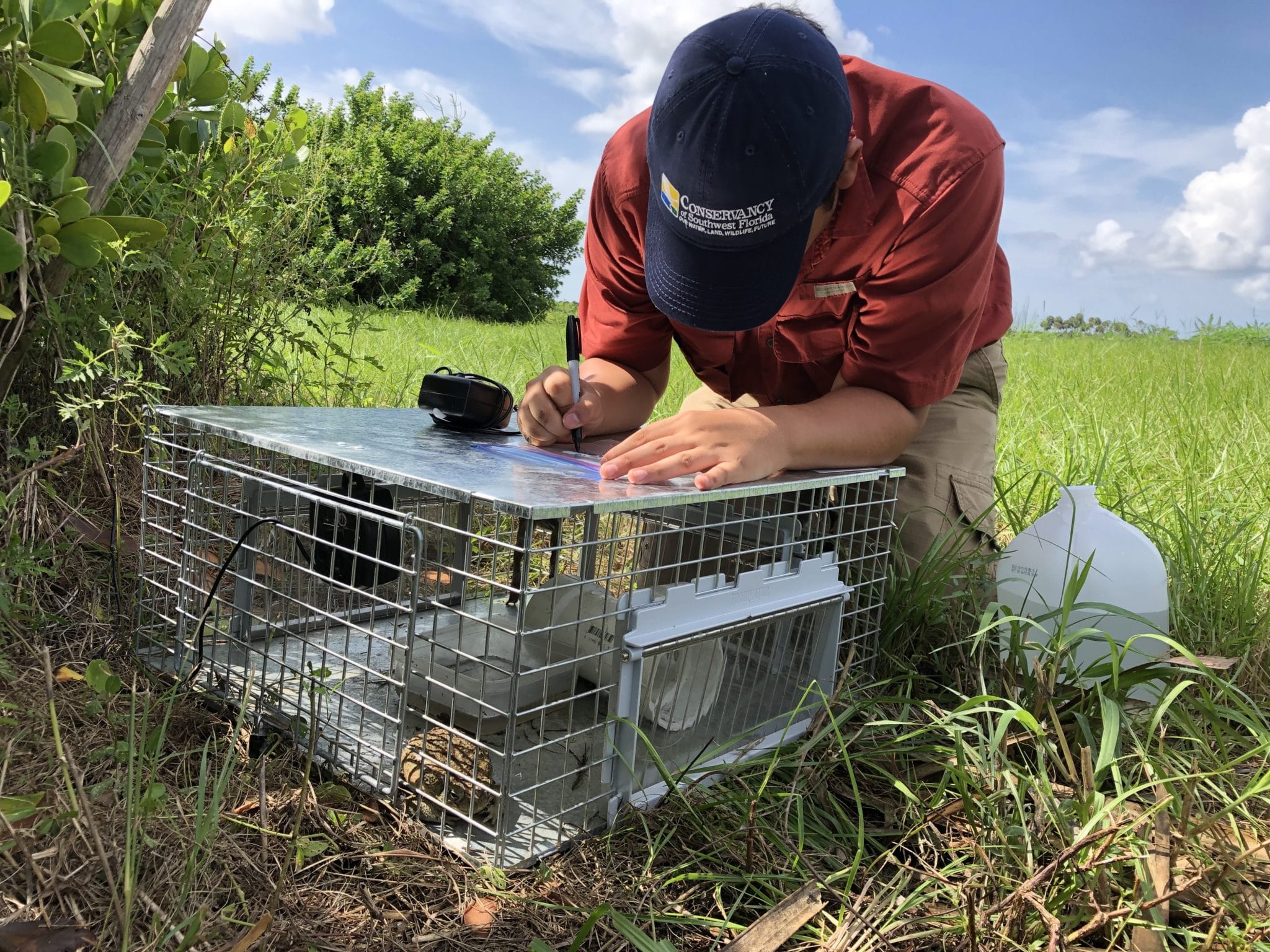 Invasive Species  Conservancy of Southwest Florida