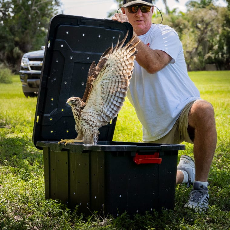 Conservancy of Southwest Florida volunteer opening a box and a rehabilitated red-shouldered hawk flying out