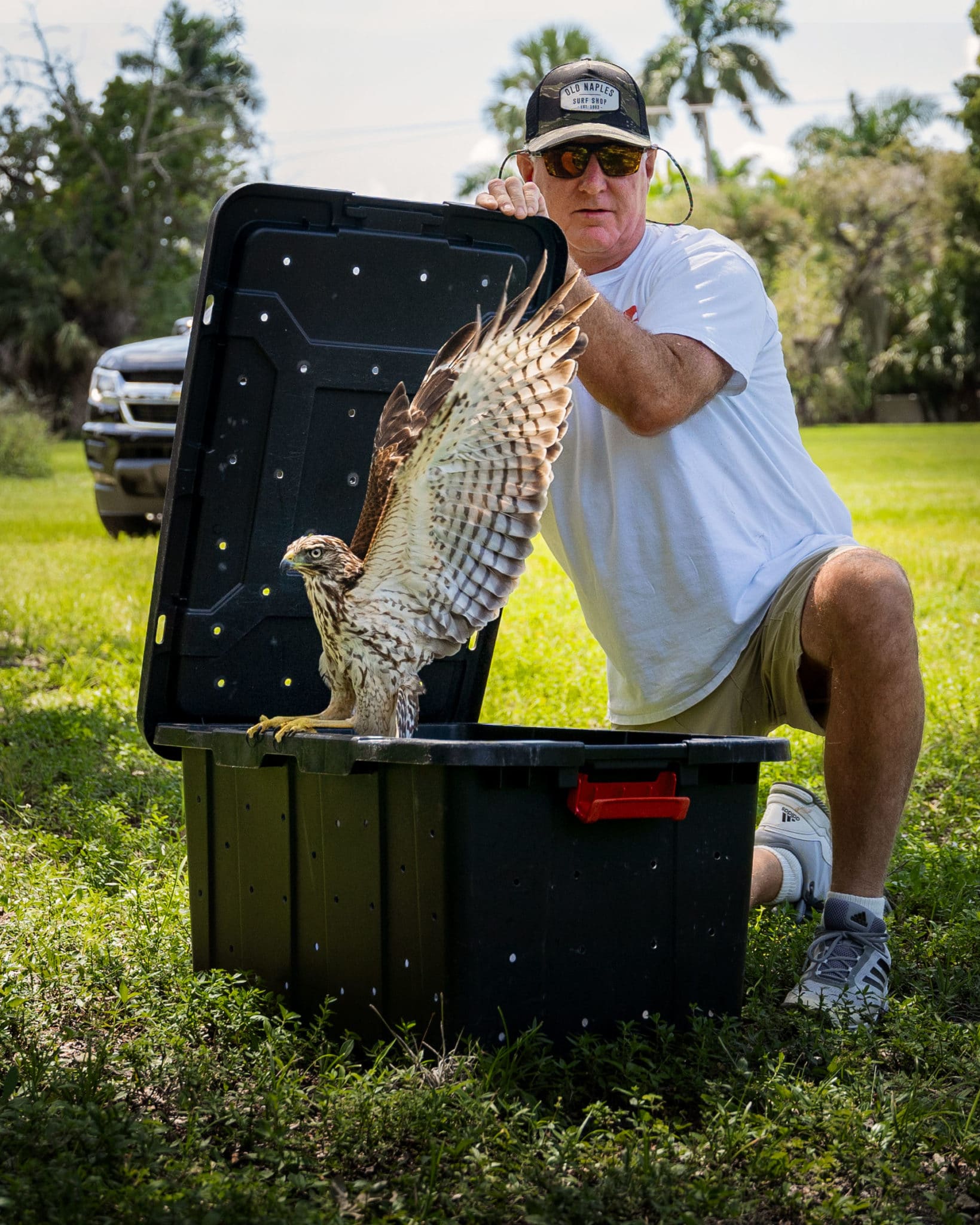 Conservancy of Southwest Florida volunteer opening a box and a rehabilitated red-shouldered hawk flying out