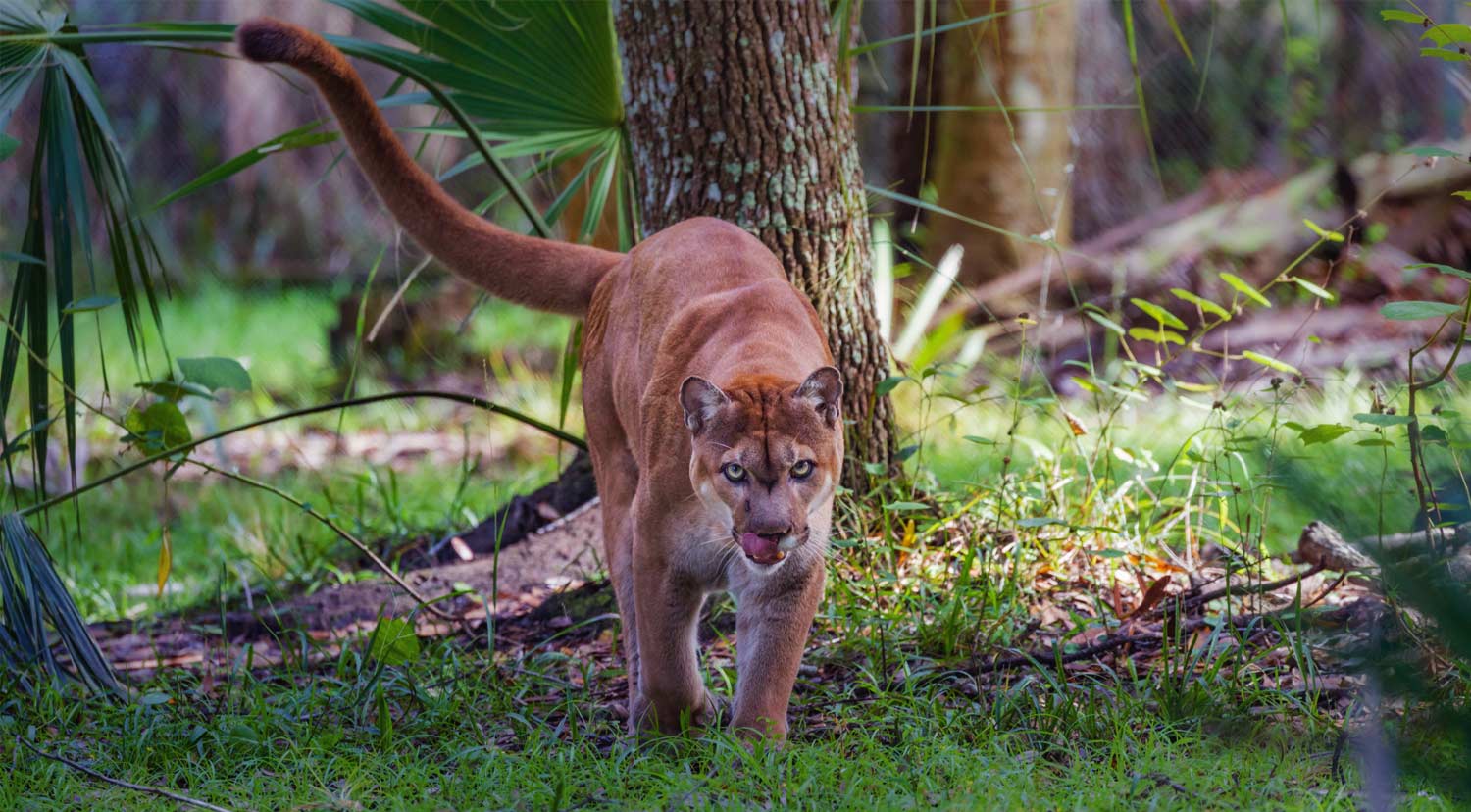 Panther Walking in forest