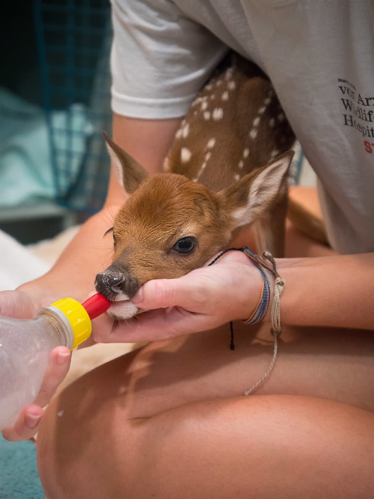 White-tailed deer fawn bottle feeding at the von Arx Wildlife Hospital