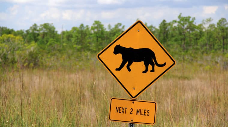 Panther crossing roadway sign in front of an undeveloped landscape