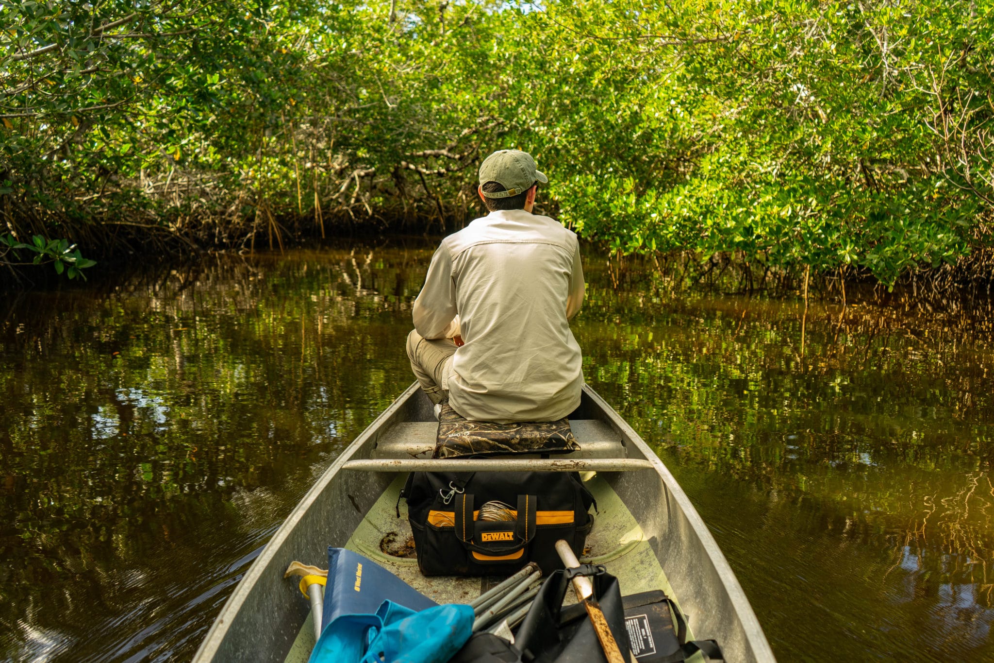Biologist in the mangroves