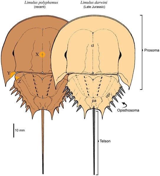 A comparison of the currently living American Horseshoe crab and a similar species from the Late Jurassic period.