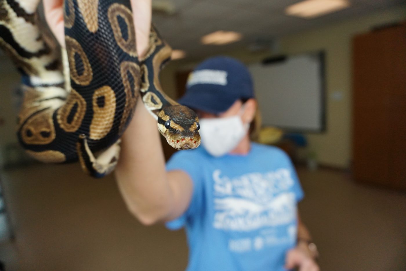 Monty, the Conservancy’s ball python animal ambassador meets students during a live virtual animal encounter