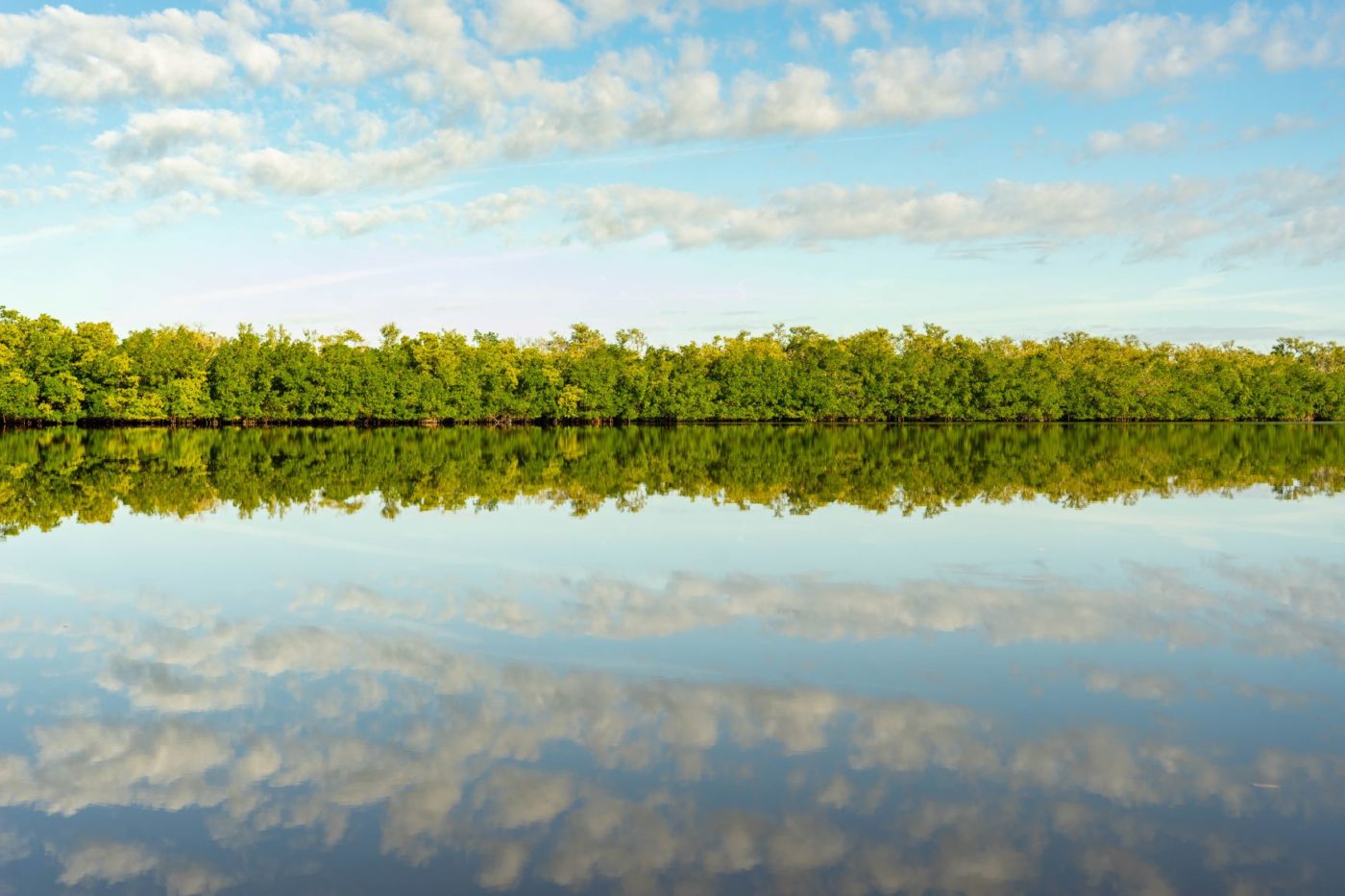 A line of mangroves and a blue with clouds reflected in the water