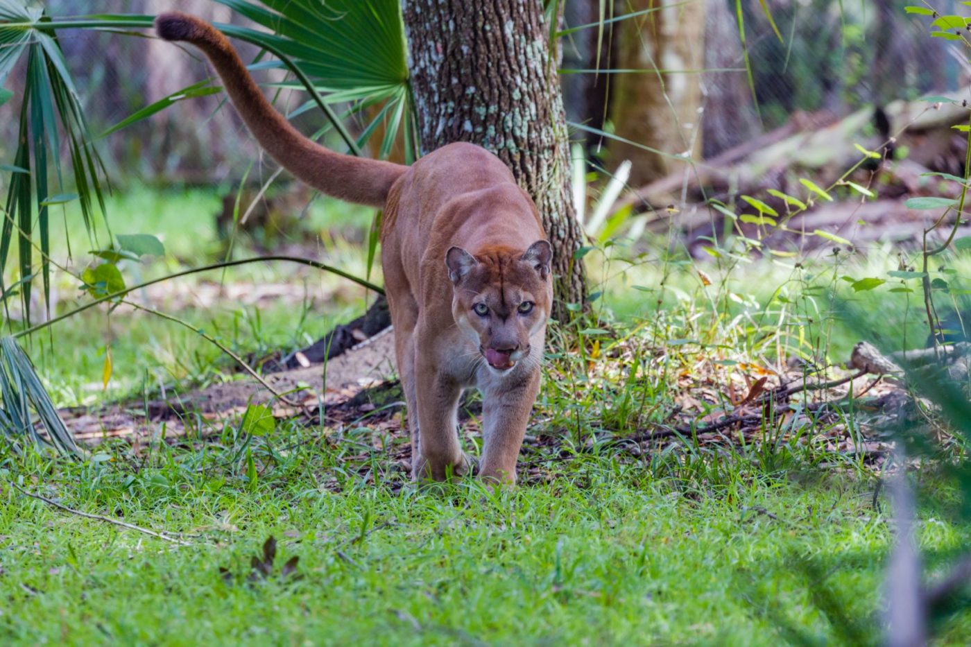 Florida panther walking through habitat