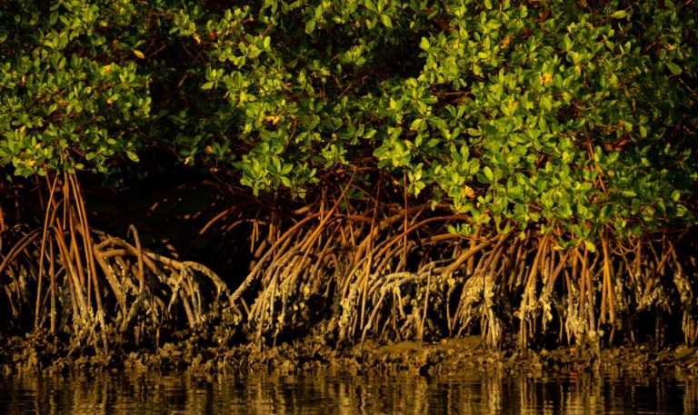 Nature Walks | Conservancy of Southwest Florida