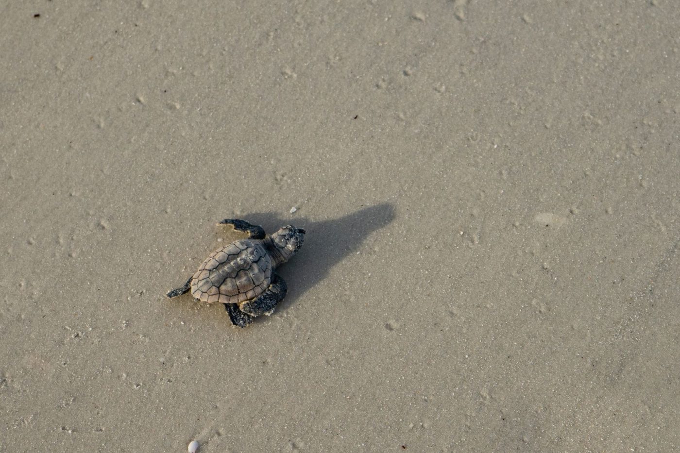 Baby loggerhead sea turtle moving toward the Gulf of Mexico