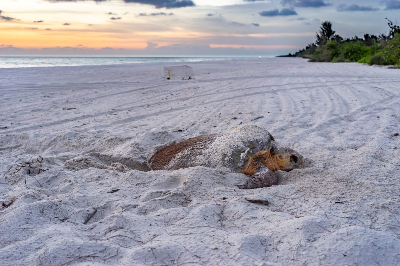 Nesting loggerhead sea turtle