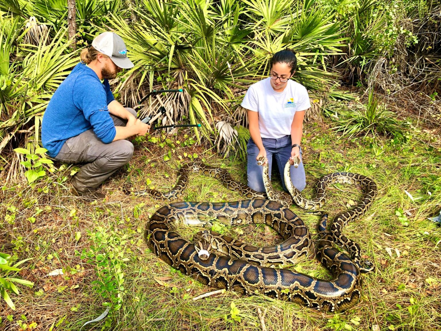 Python research team with two caught snakes