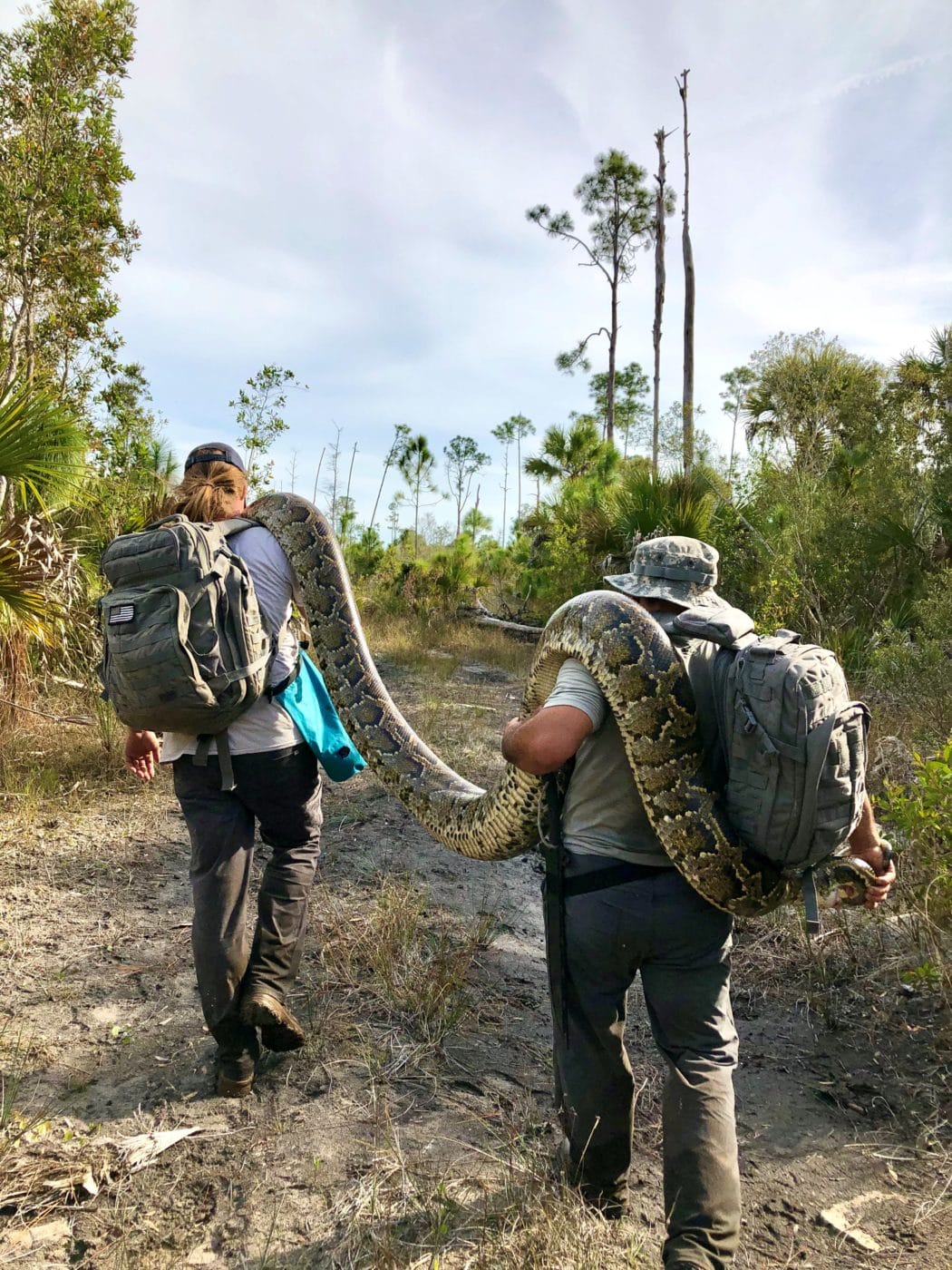 Team members hike out with large Burmese python on their shoulders