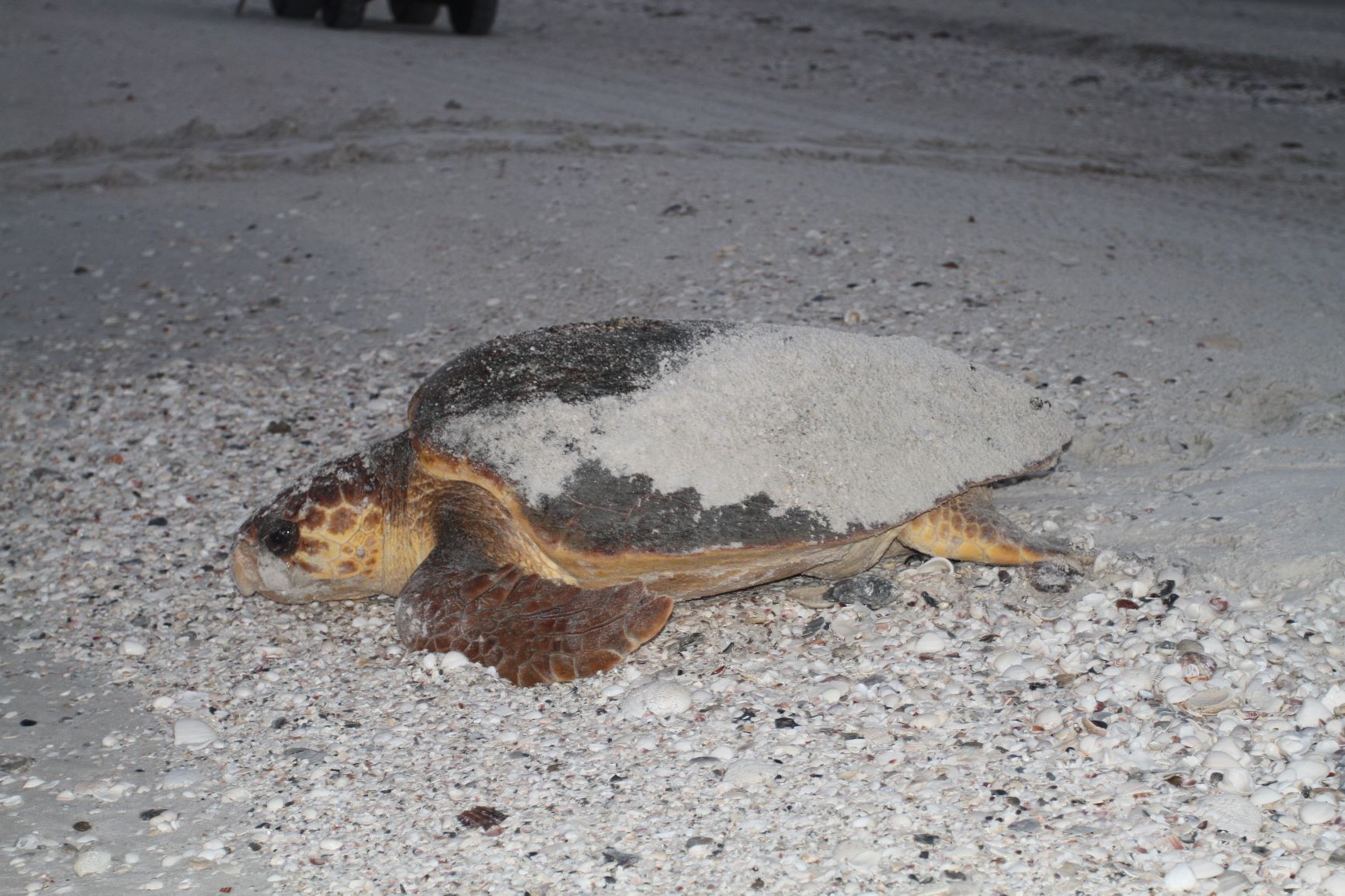 Sea Turtle Work - Female loggerhead sea turtle