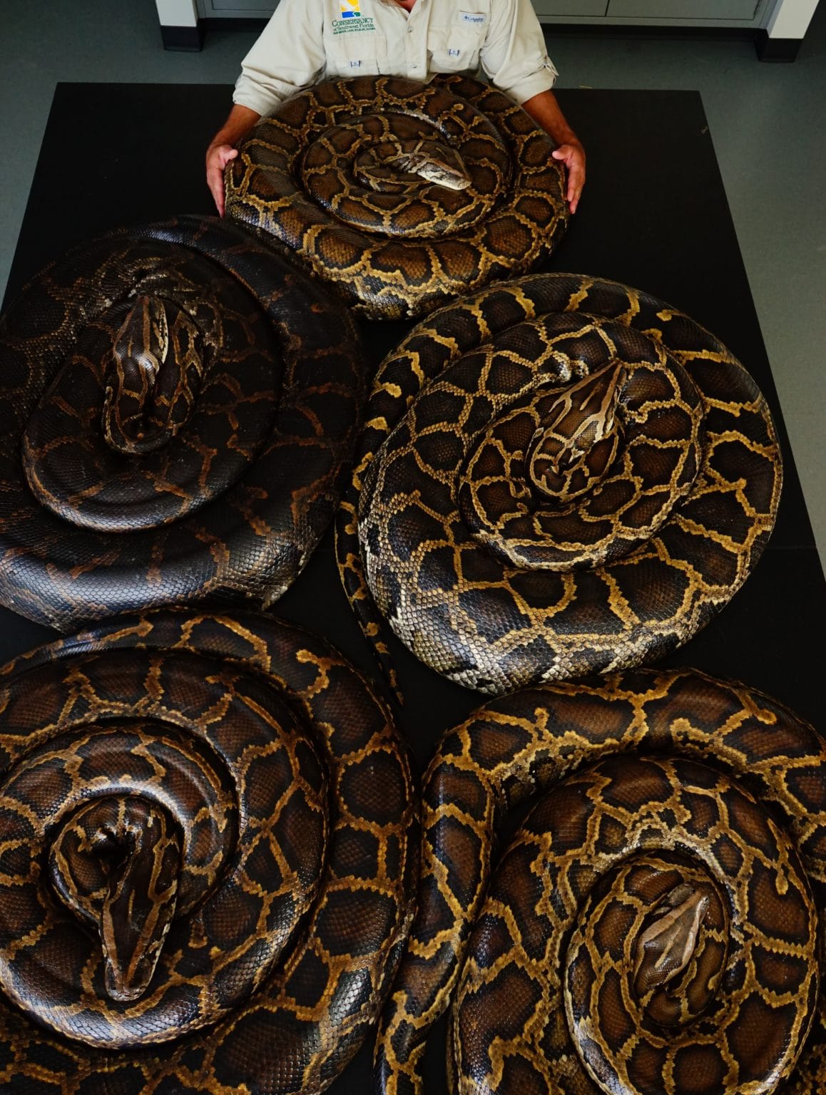 20,000 pounds of Burmese python removed | Conservancy of Southwest Florida