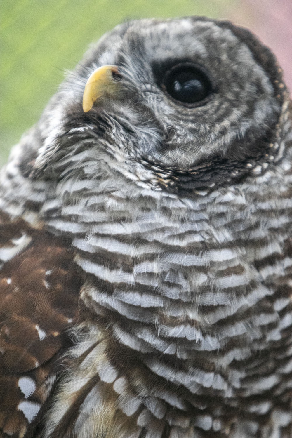 Olive the barred owl