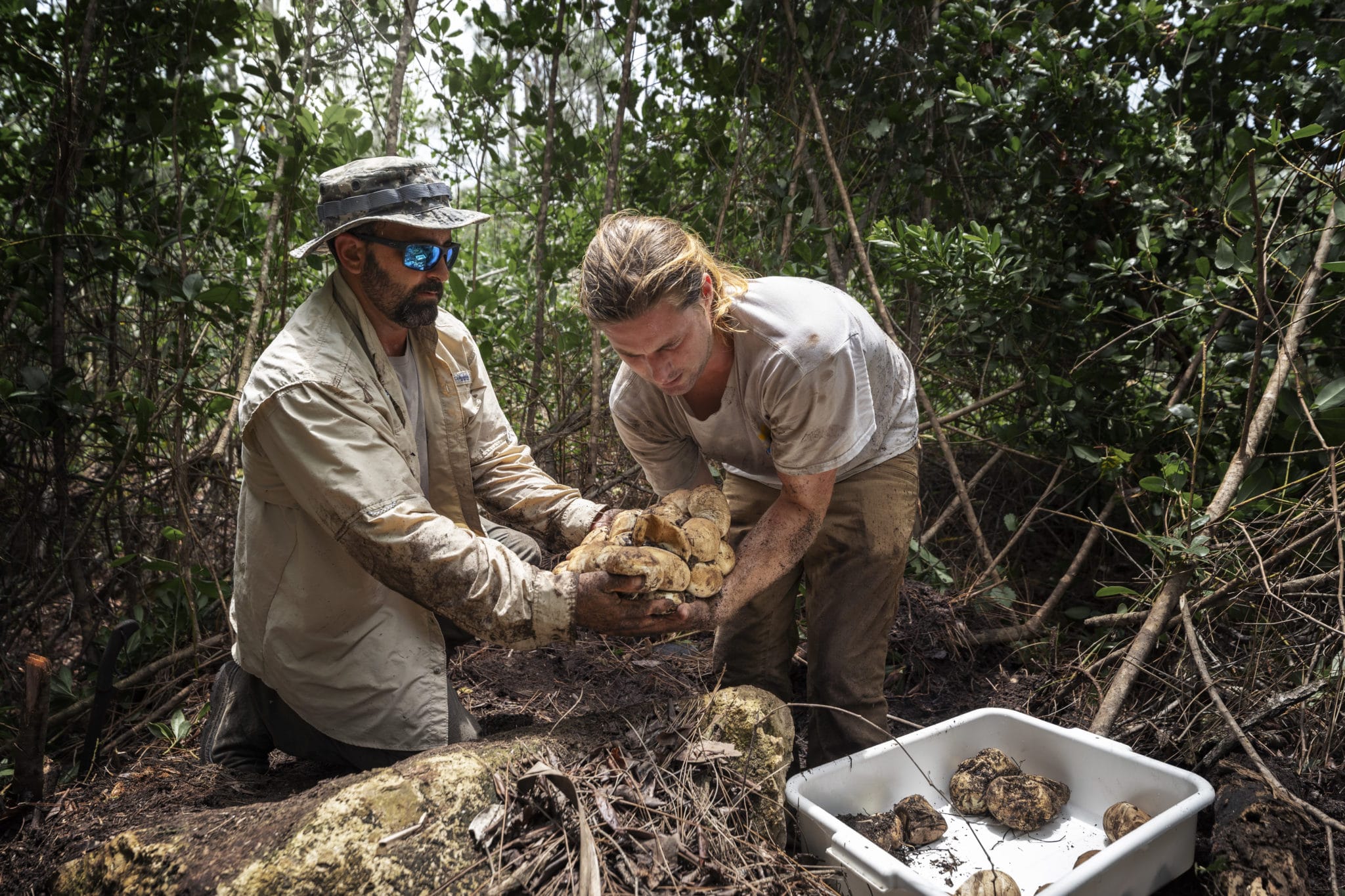Team removes dozes of eggs after capturing large female Burmese python