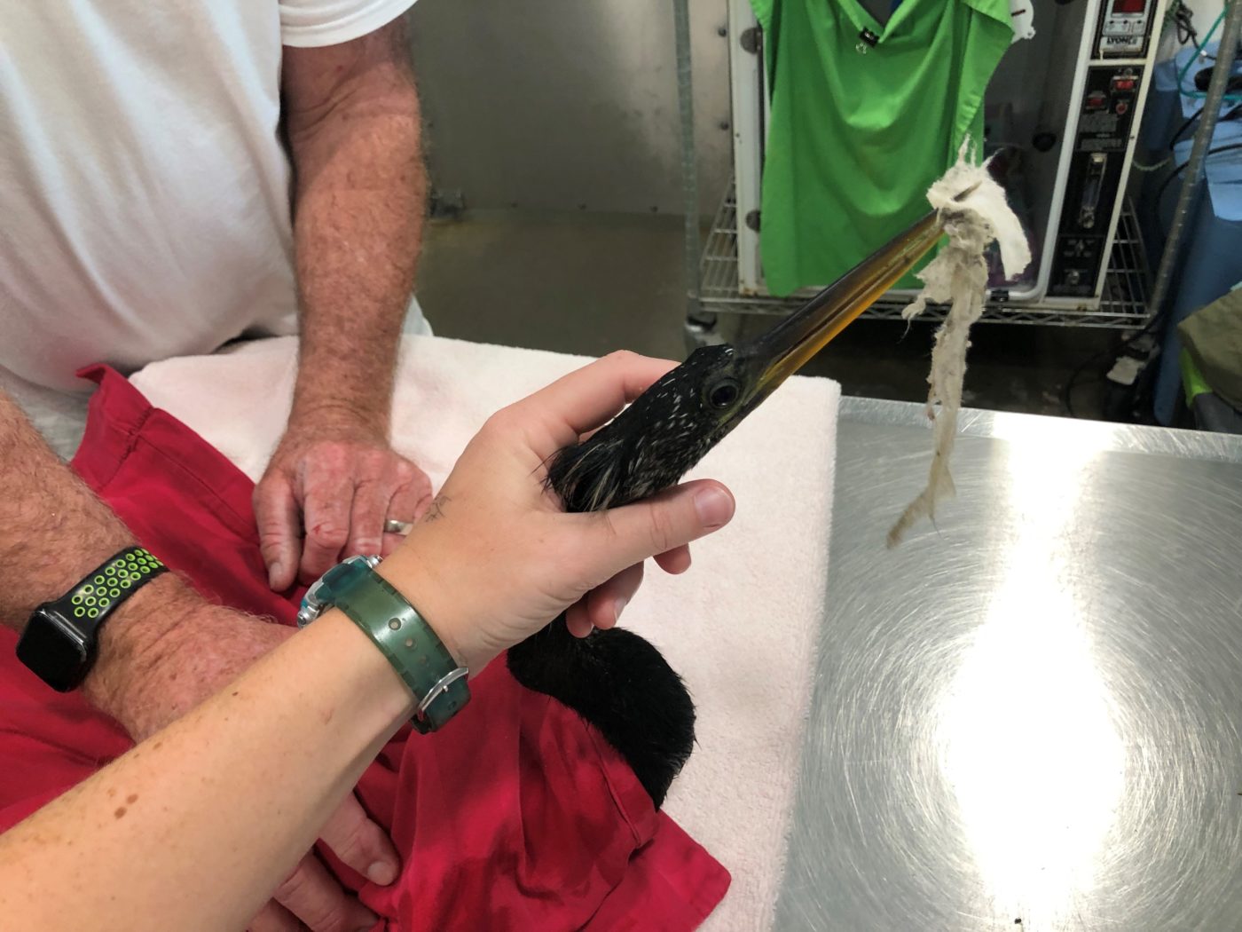 Von Arx Wildlife Hospital staff admit an anhinga with a disinfectant wipe entangled in the serrated edges of its beak.