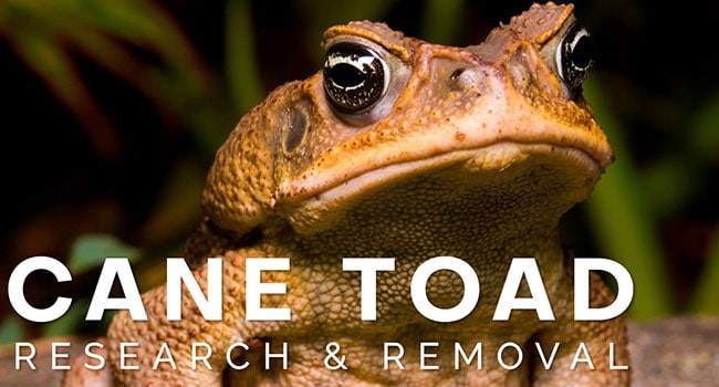 Cane Toad | Conservancy of Southwest Florida