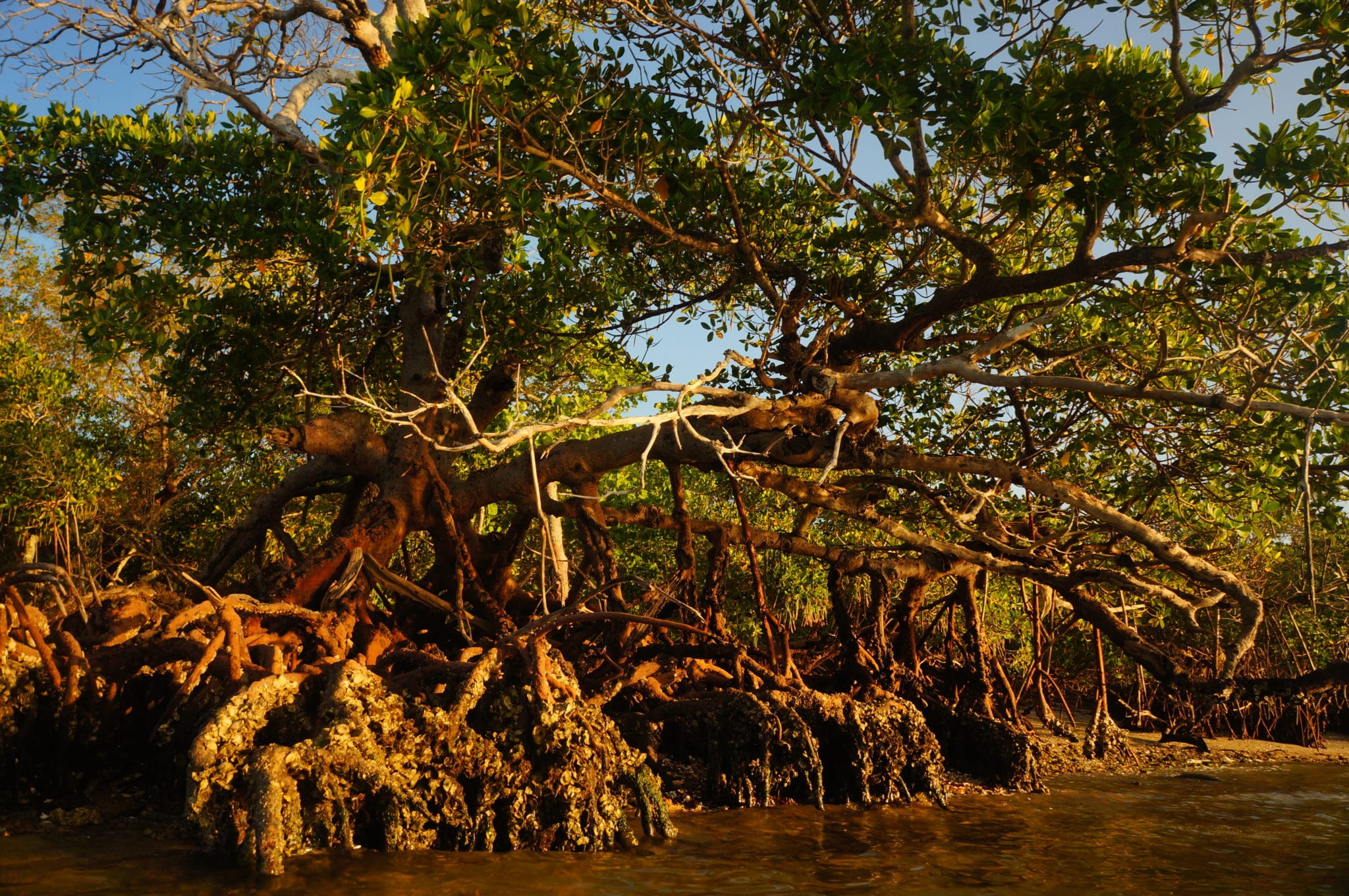 Mangrove Research | Conservancy of Southwest Florida