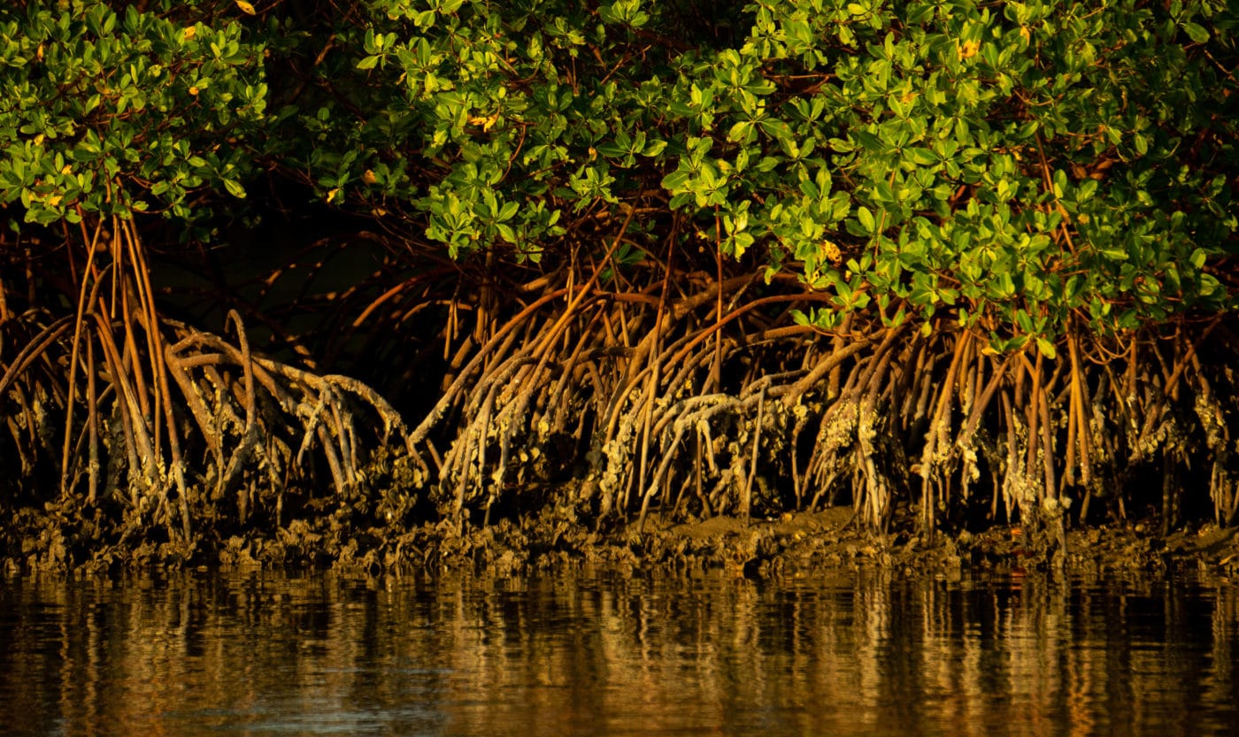 Rad mangrove roots photographed along the water