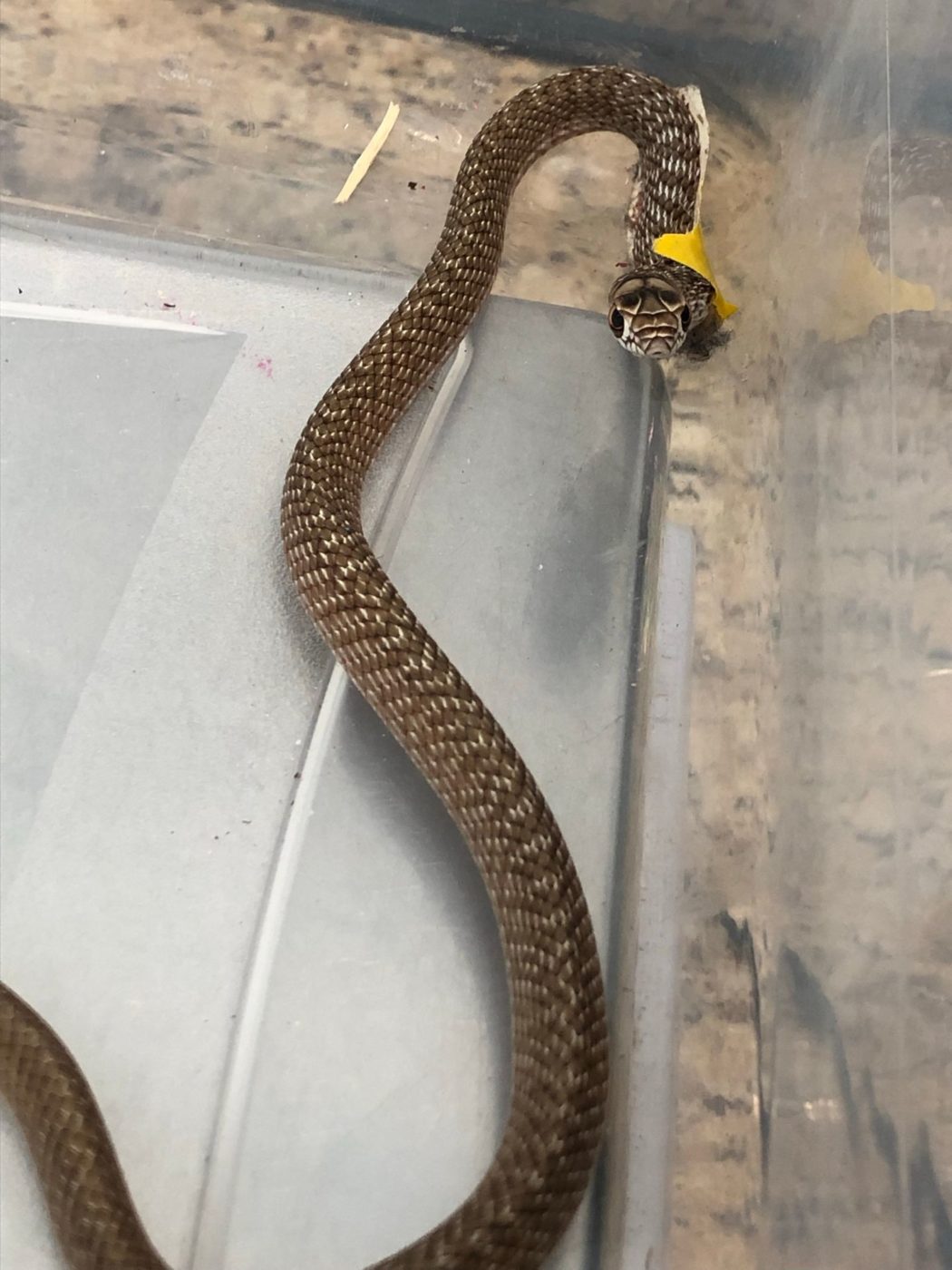 Coachwhip snake in wildlife hospital