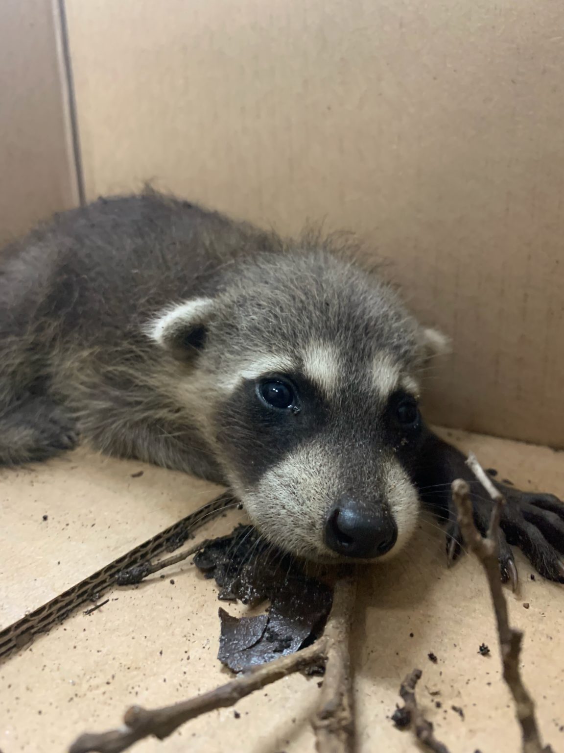 Two young raccoons found in construction debris | Conservancy of ...