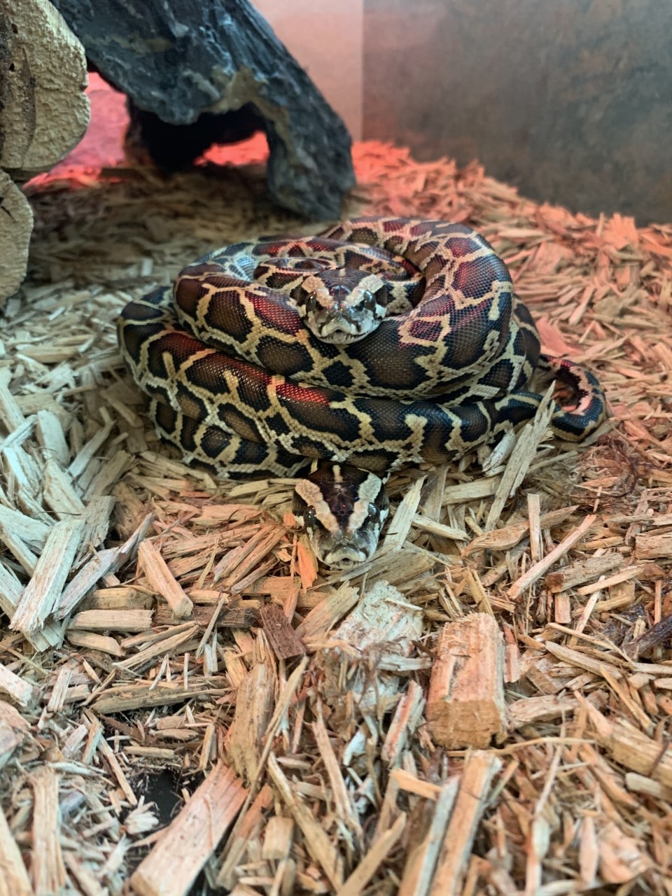 One Does Not Look Like the Other: The Red Rat Snakes of the Conservancy, by Conservancy of SWFL, Environmental Education