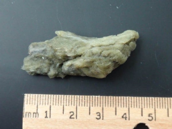 Fragment of Halichondria sponge