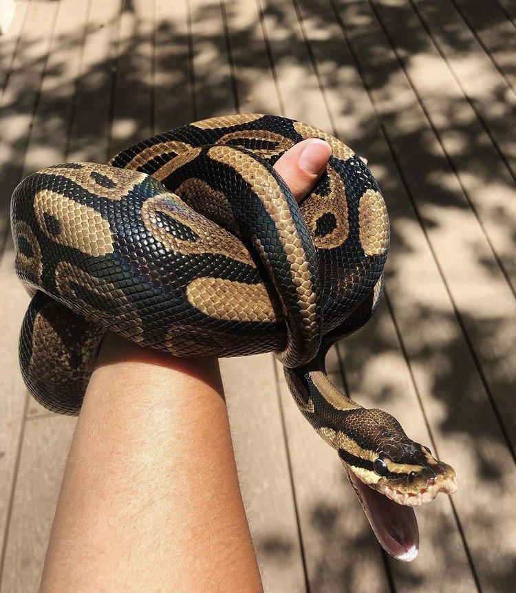 Massive, 9-foot albino boa constrictor found in Florida backyard