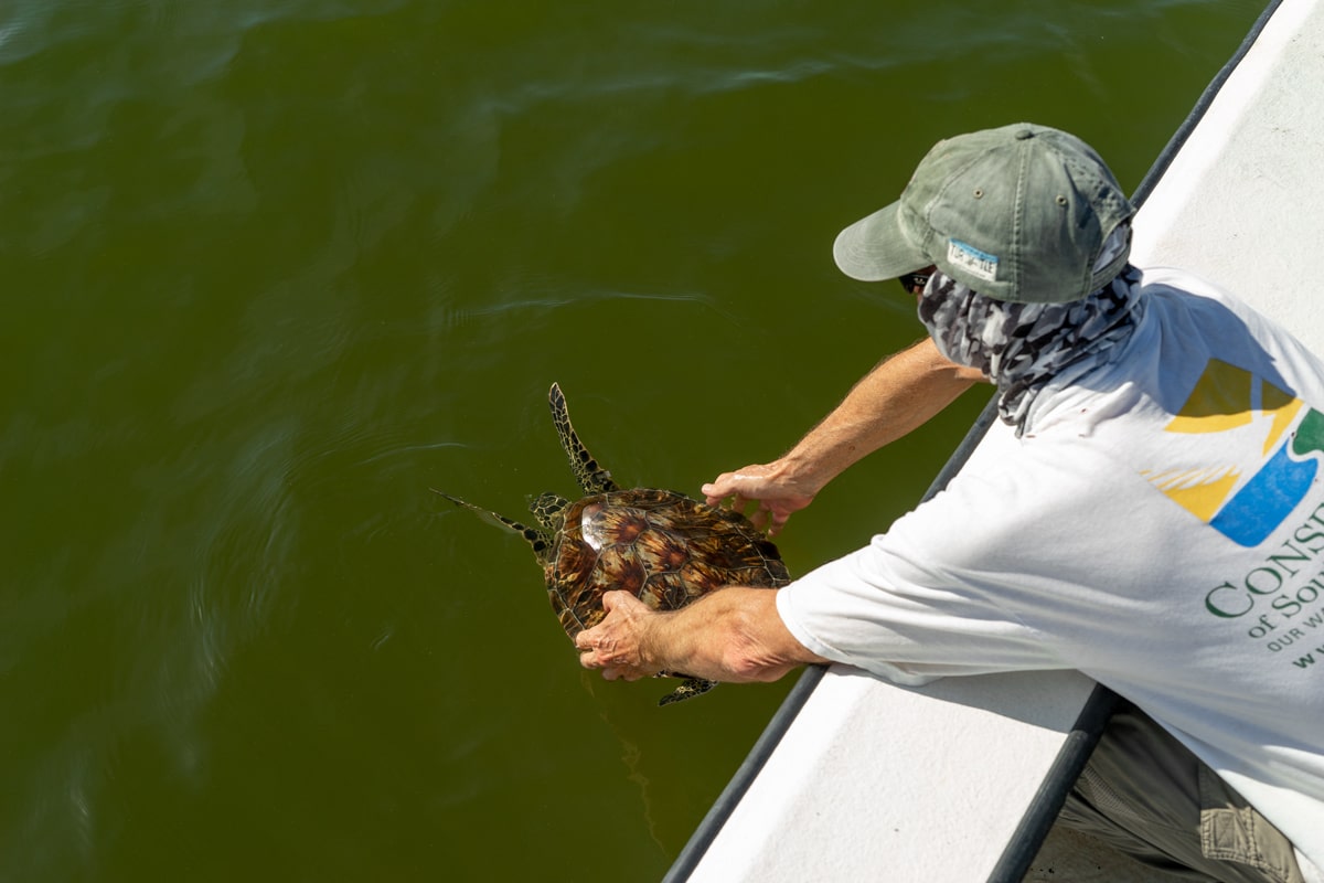 Dr. Jeff Schmid releasing a Kemp's ridley from the side of a boat