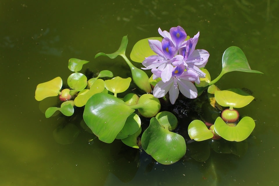 Purple Blossom Plant Water Hyacinth Flower Nature
