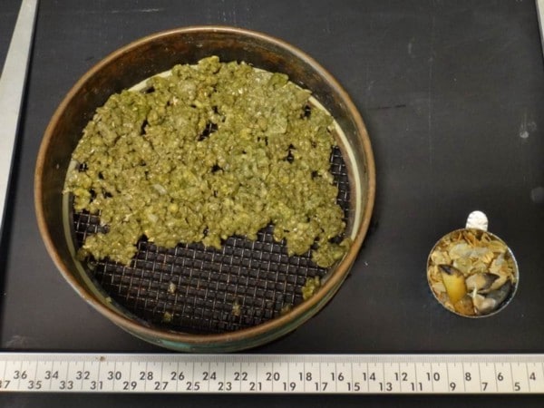 Sorted diet sample with yellowish-green material identified as Halichondria sponge fragments.