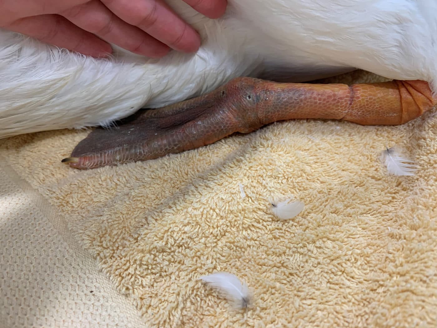 A close-up photo shows swelling, discoloration and the demarcation line caused by monofilament line wrapped tightly around an American white pelican’s leg. The constriction caused loss of circulation to the lower leg and foot.