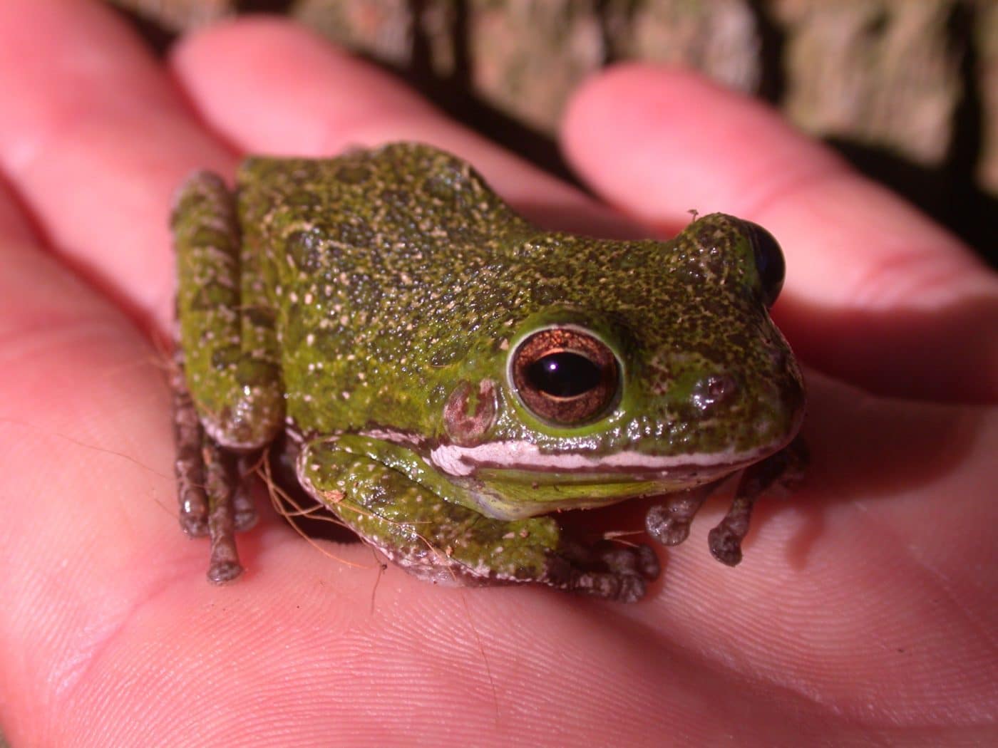 Cuban and Green Tree Frogs  WGCU PBS & NPR for Southwest Florida
