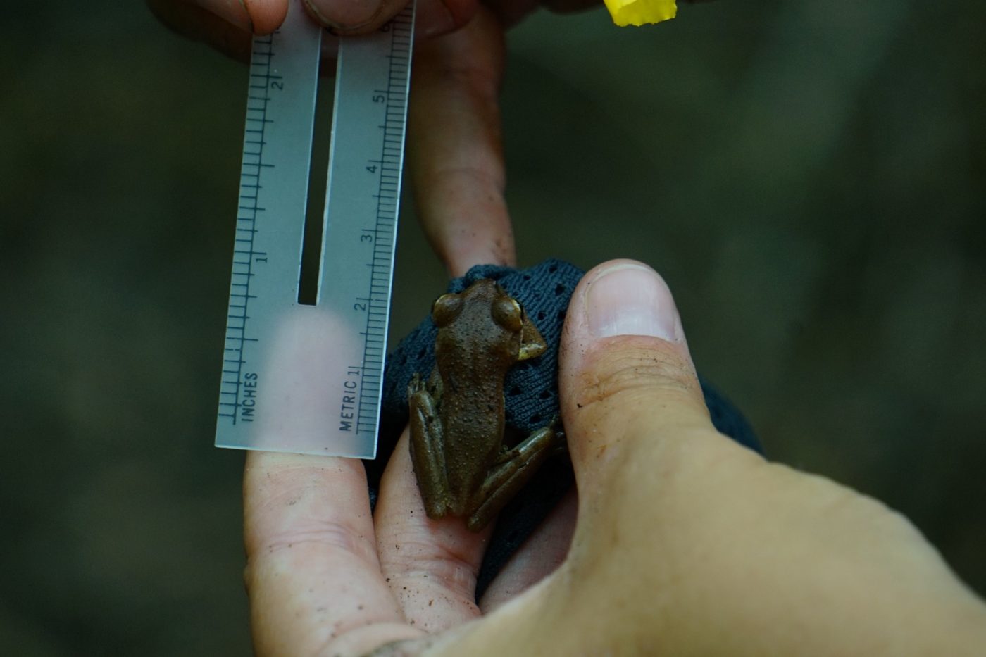 Cuban and Green Tree Frogs  WGCU PBS & NPR for Southwest Florida