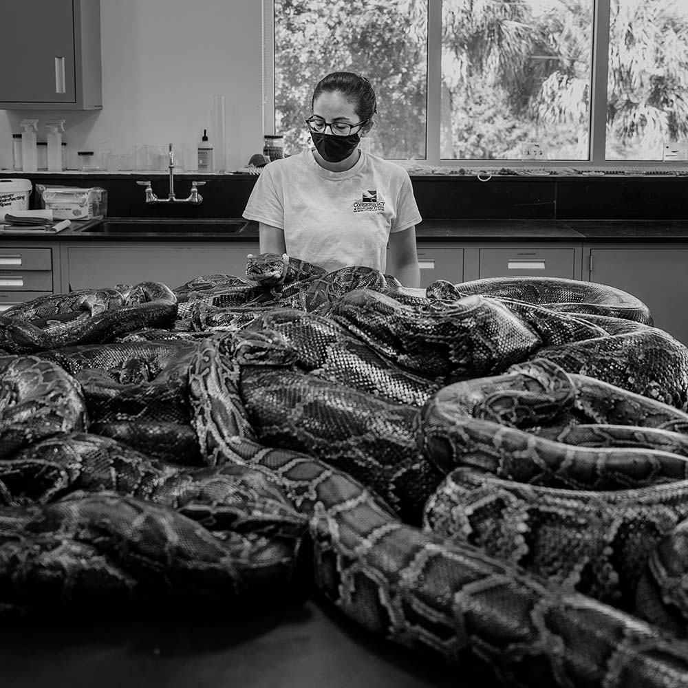 Team member examines Burmese python in lab - Black and White