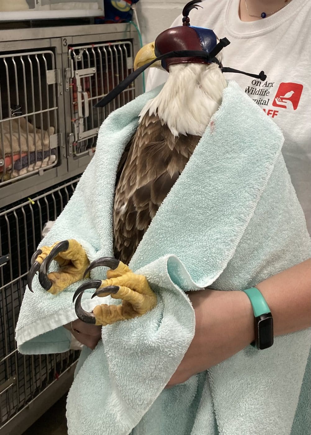 Wildlife Hat Bald Eagle