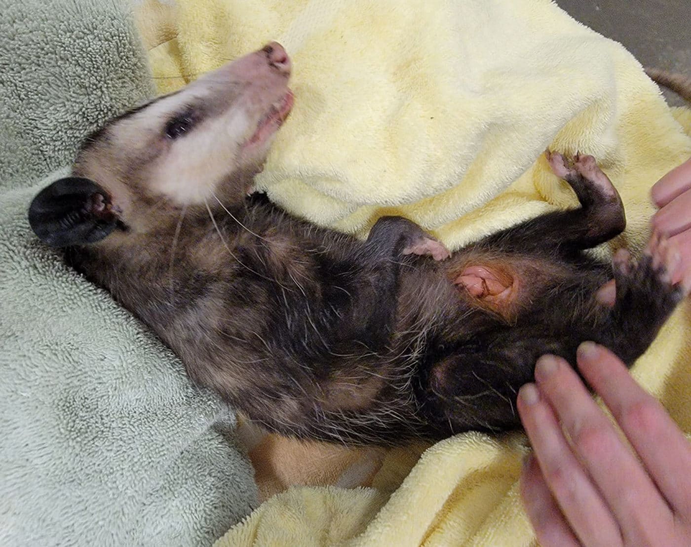 opossum pouch