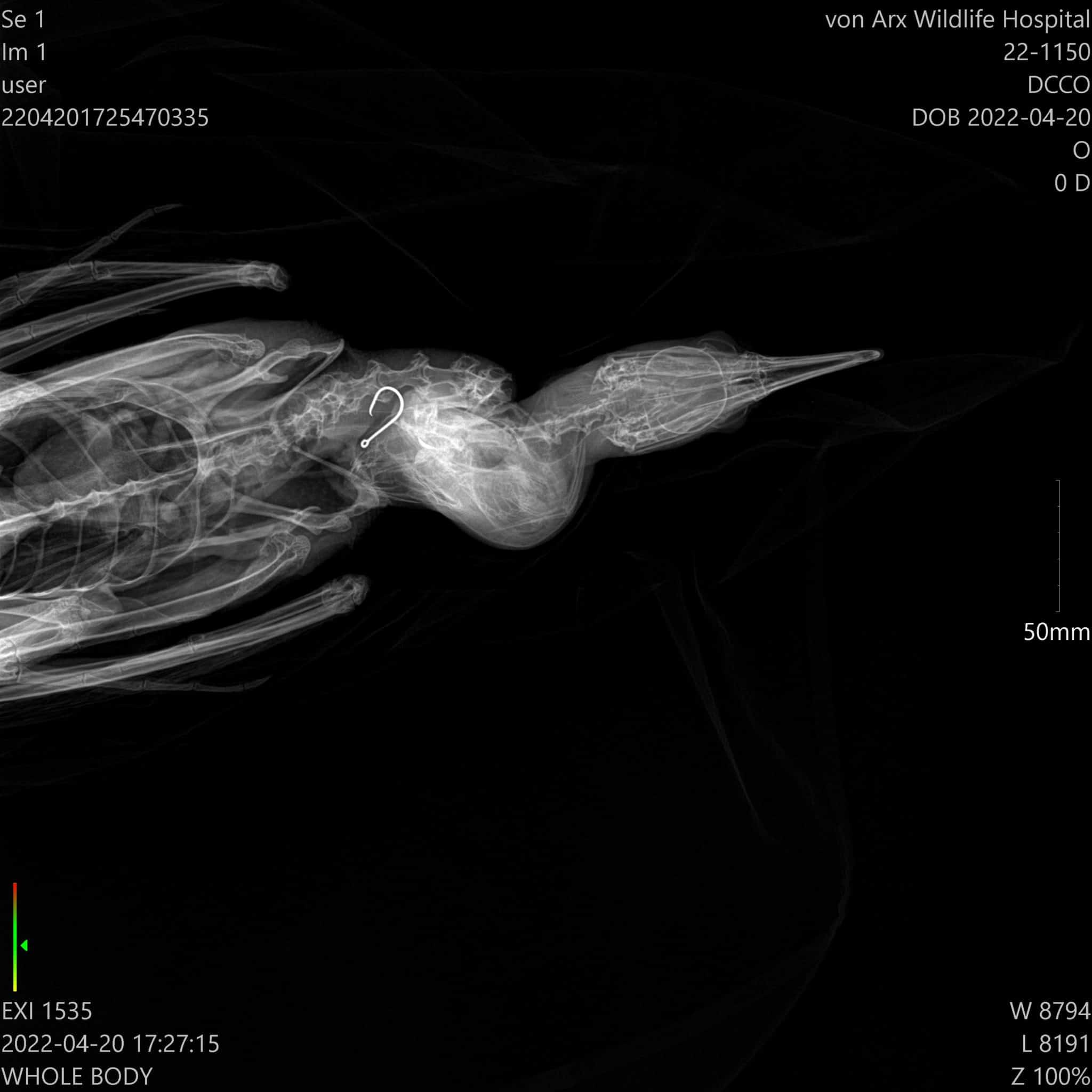 Xray image of a bird with a hook embeeded