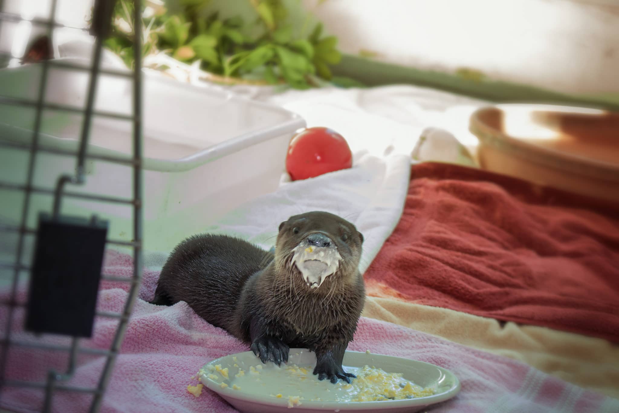 Baby otter in the wildlife hospital eating a plate of scrambled eggs and fish