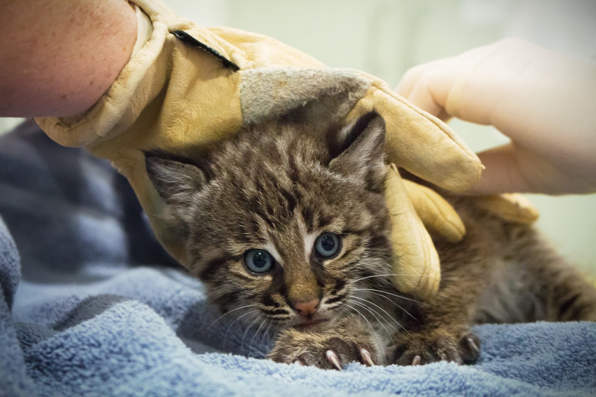 Baby bobcat getting treatment at the von Arx Wildlife Hospital