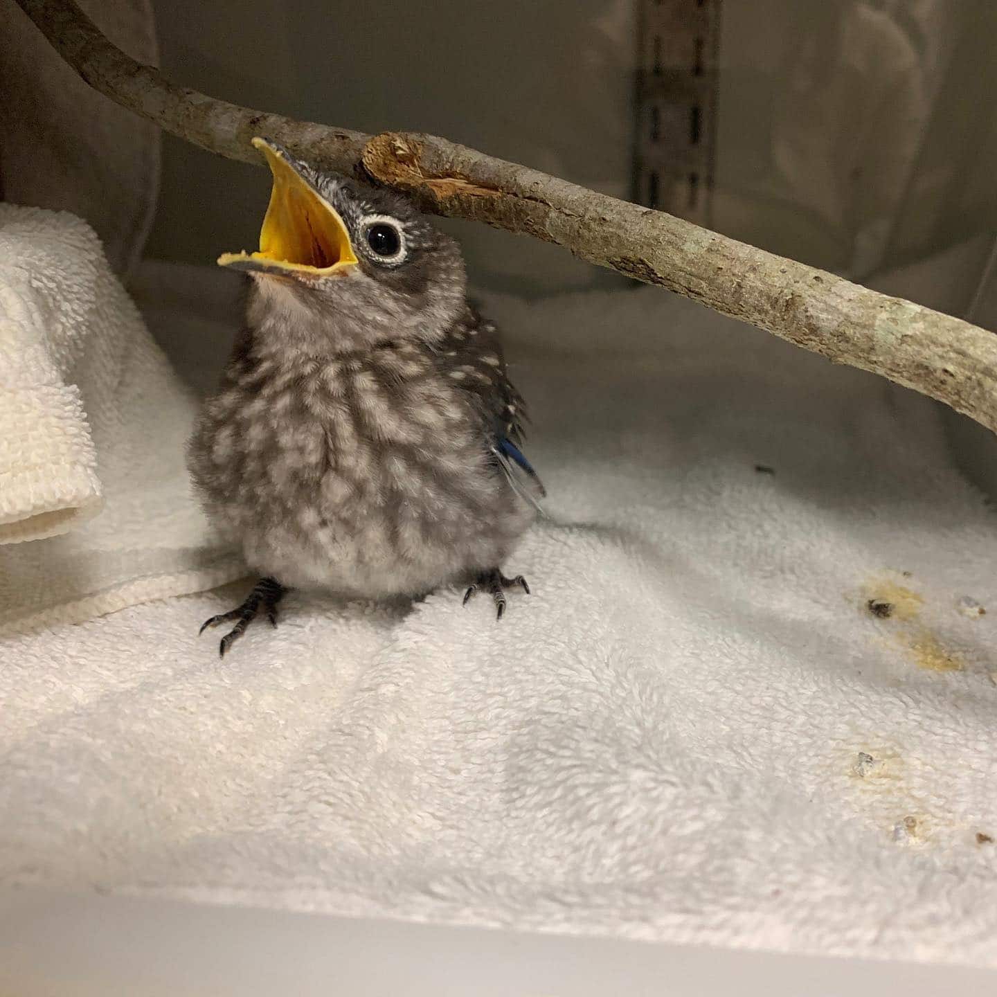 Baby bird receiving treatment