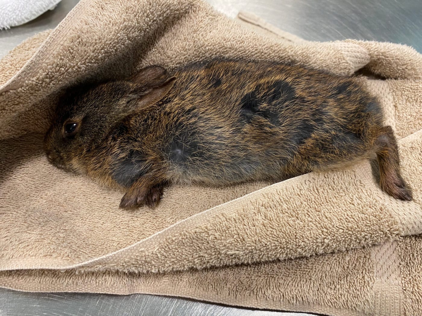 Marsh rabbit admitted to von Arx Wildlife Hospital after cat attack