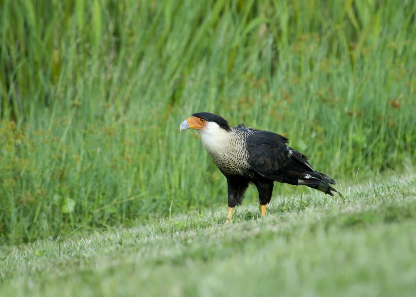 Crested cara cara standing on green grass