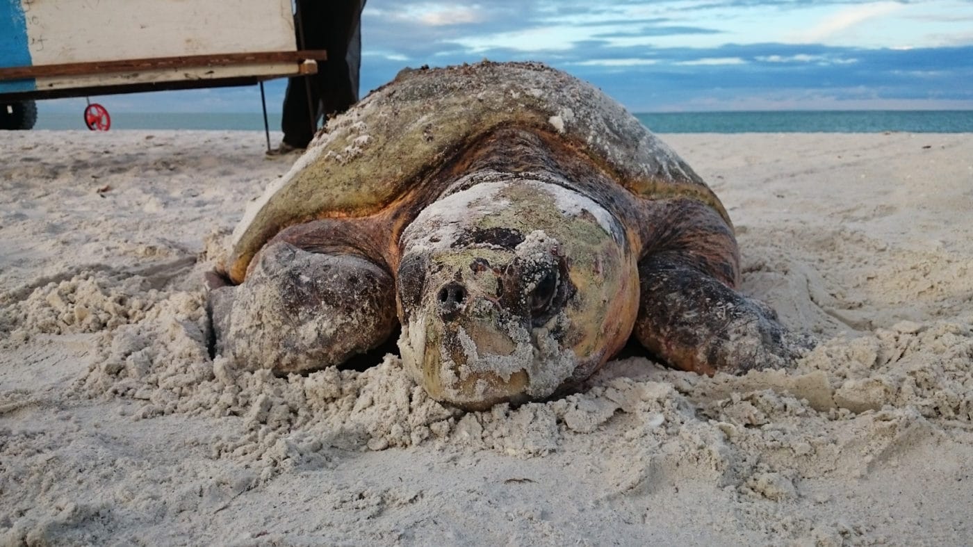 Loggerhead Research | Conservancy of Southwest Florida