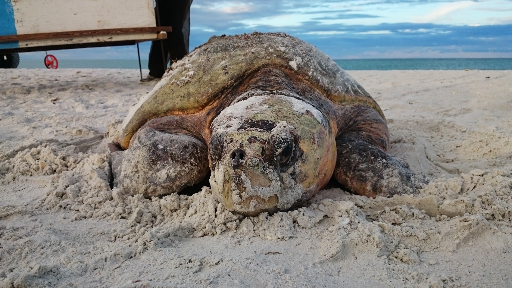 Nesting loggerhead sea turtle on Keewaydin Island
