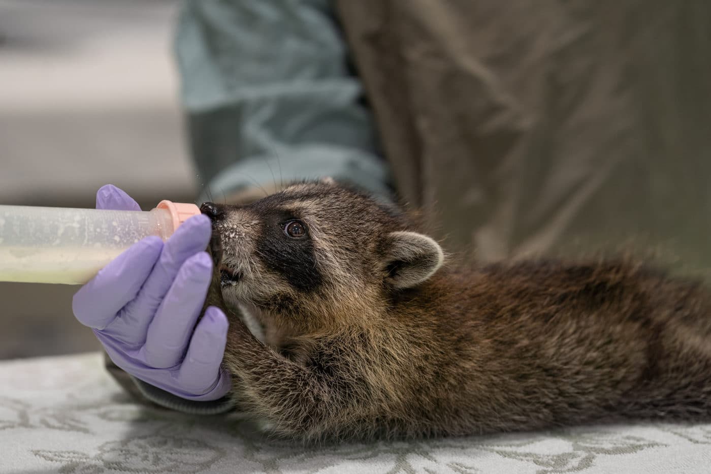 SM Baby Raccoon | Conservancy of Southwest Florida