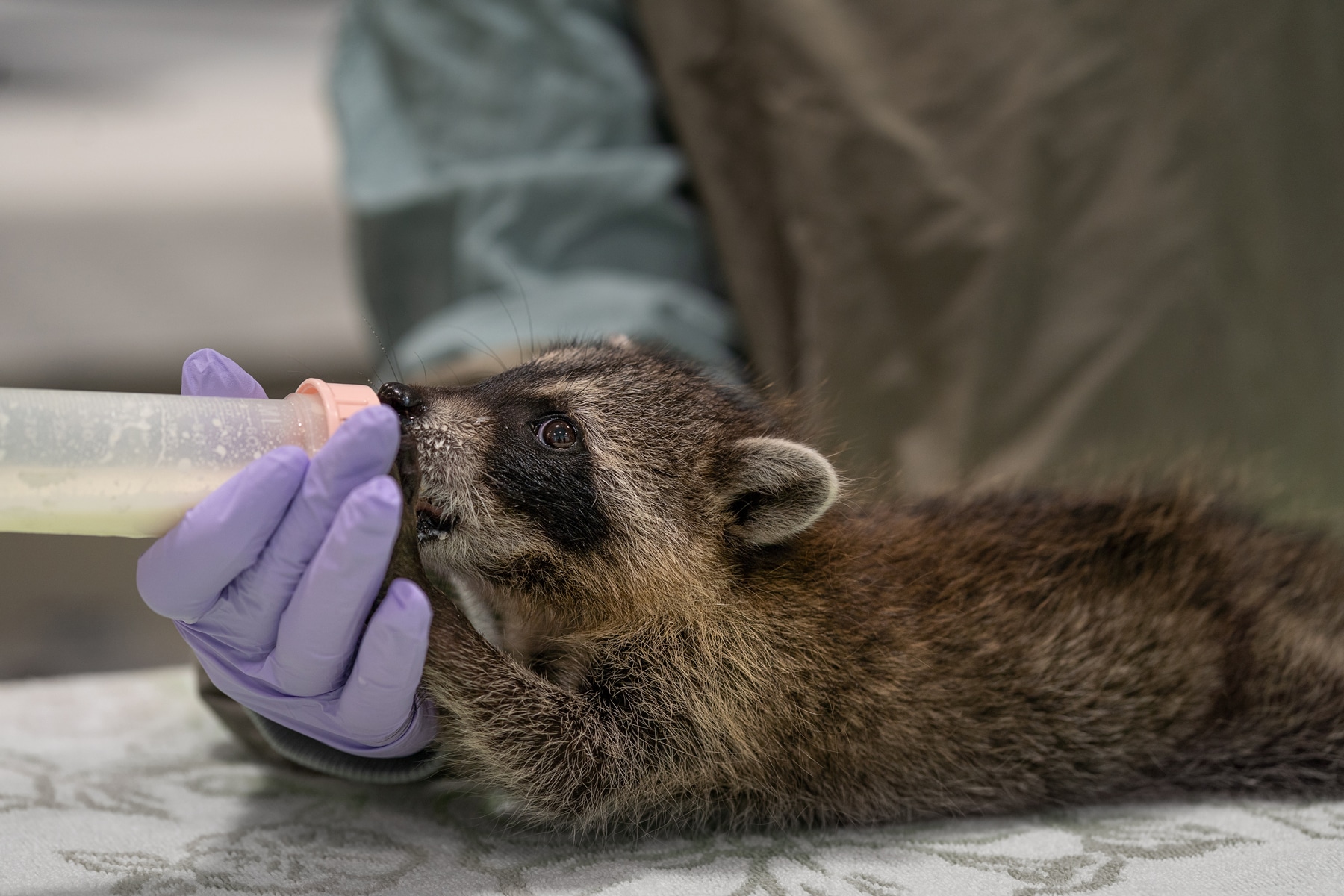Baby raccoon nursing from handheld bottle